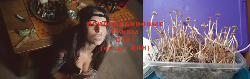 Галлюциногенные грибы Psilocybe  hydra рабочий сайт  Апрелевка 